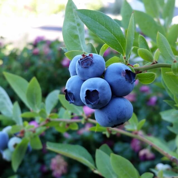 혈액순환에 좋은 음식 사진 10