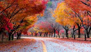 지역별 유명산 단풍 절정