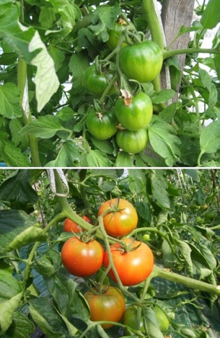 6시내고향-대저토마토