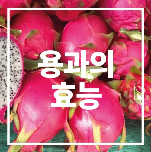 용과의 효능