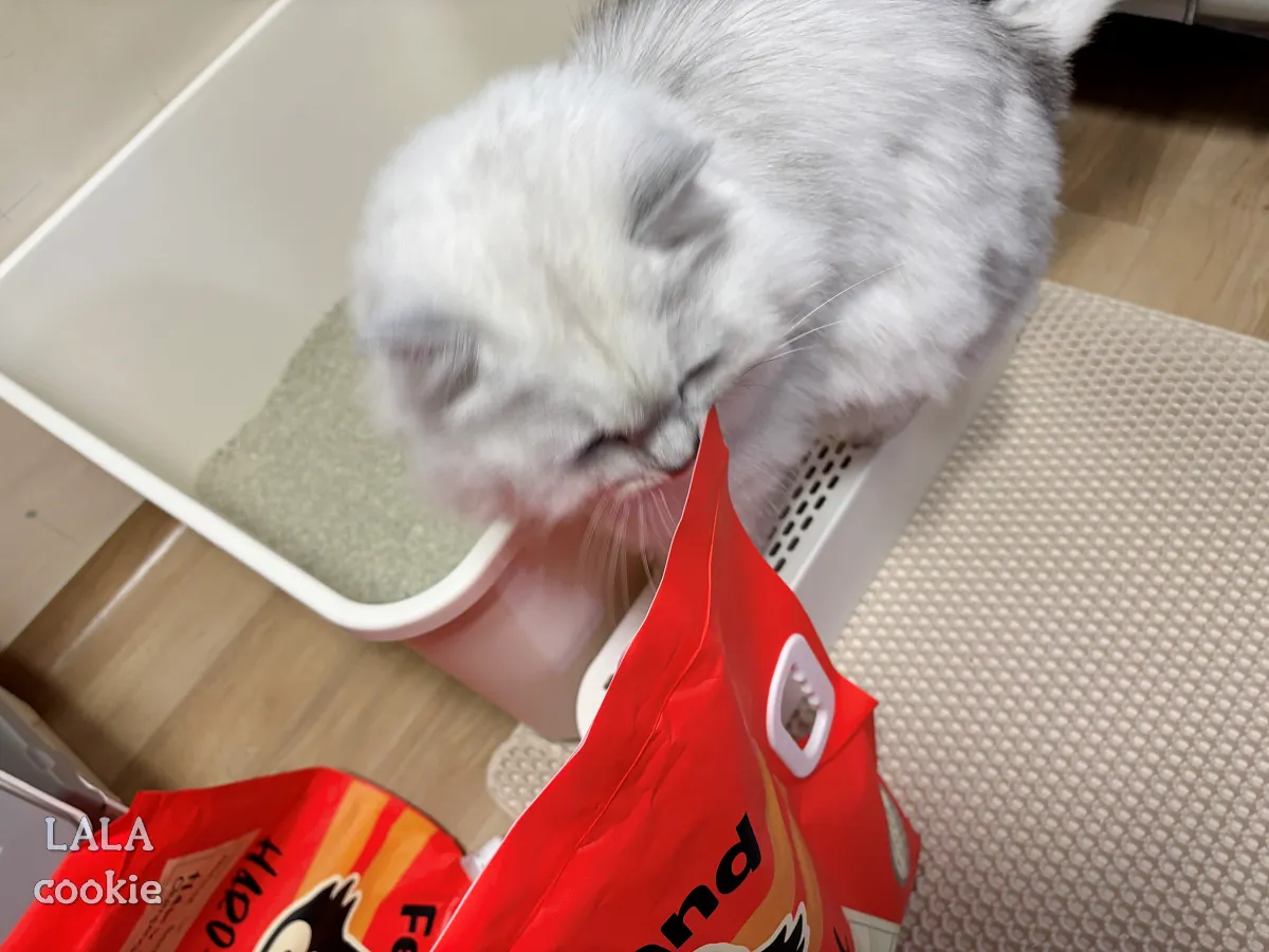 고양이-모래-추천-닥터펠리스-하드볼-후기-쳐다보는-고양이