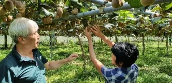 다래 재배 수분수 배치 덩굴 유인 겨울 보호_11