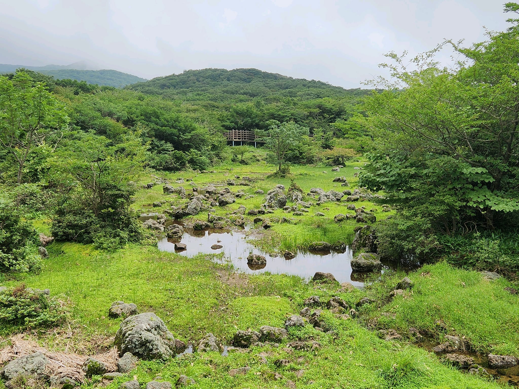 해발 1,100m에 차로 올라가는 람사르 습지 제주 1100고지