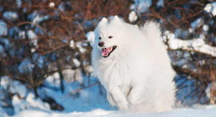 눈 속을 달리는 아메리칸 에스키모도그.