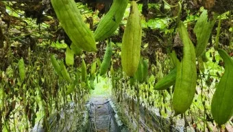 수세미 재배 덩굴 유인 통풍 관리 수확 건조_10