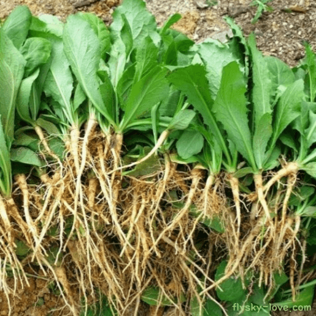 신비의 약초 고들빼기