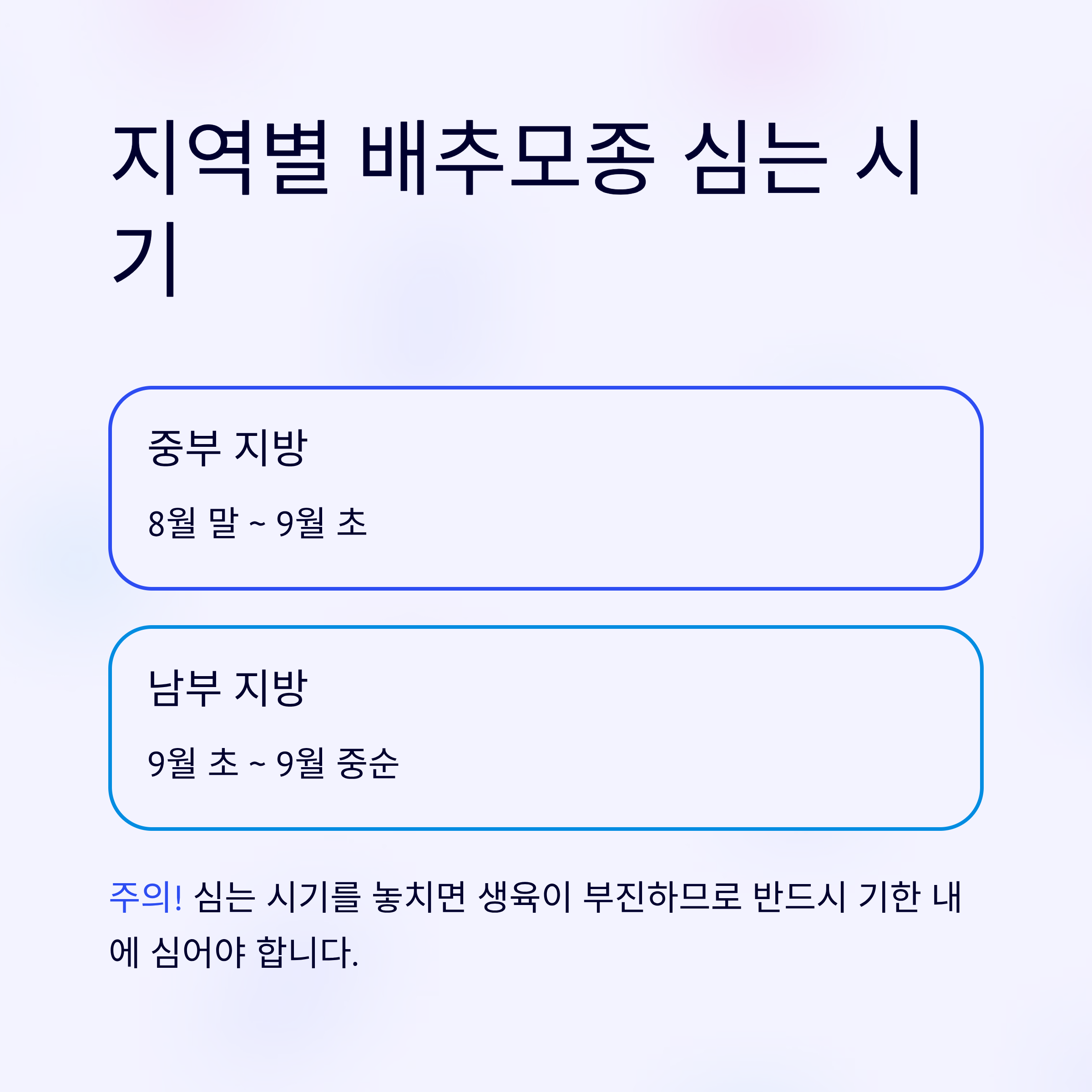 배추모종 심는 타이밍 6