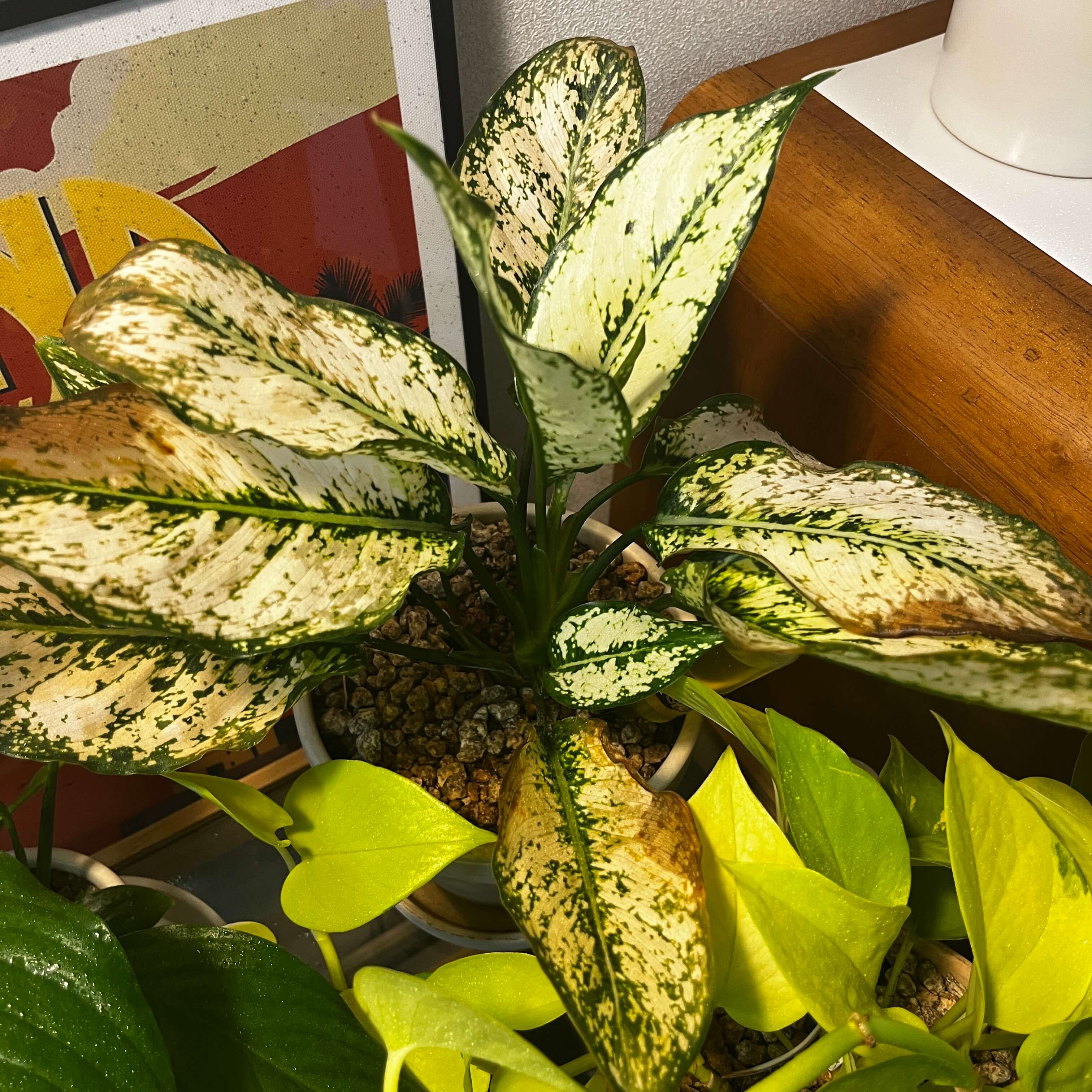 스노우 사파이어 사진