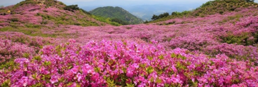 합천황매산 철쭉제5