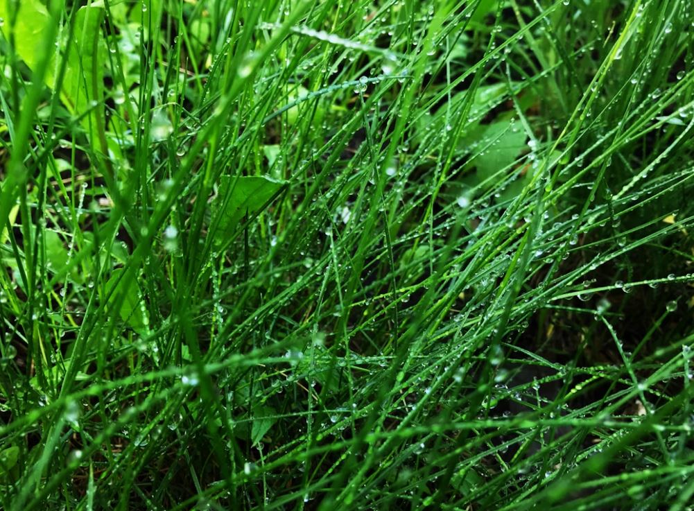 부추에 물 뿌린 사진