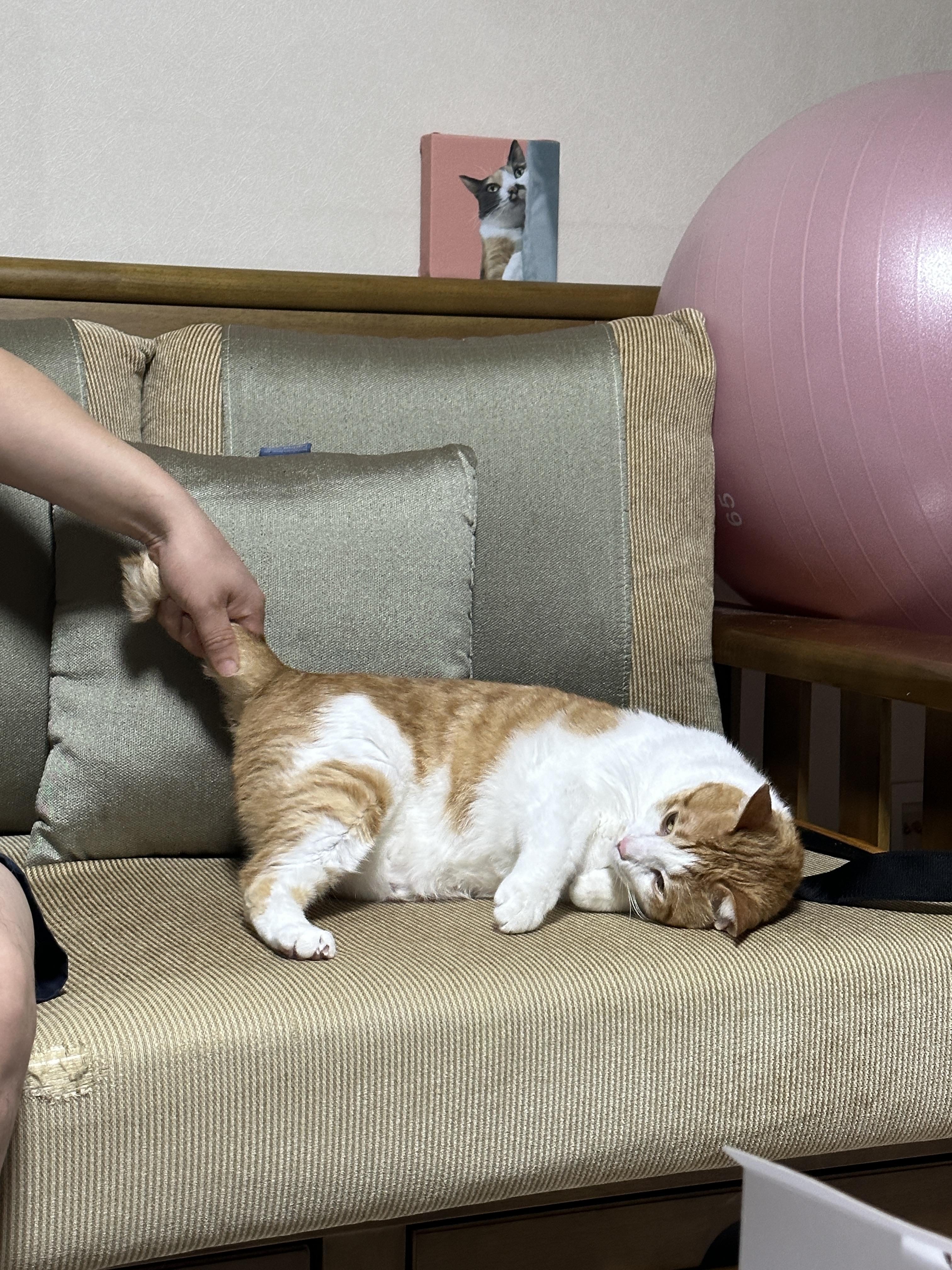 그립감_좋은_막둥이_꼬리를_잡고_있는_남집사