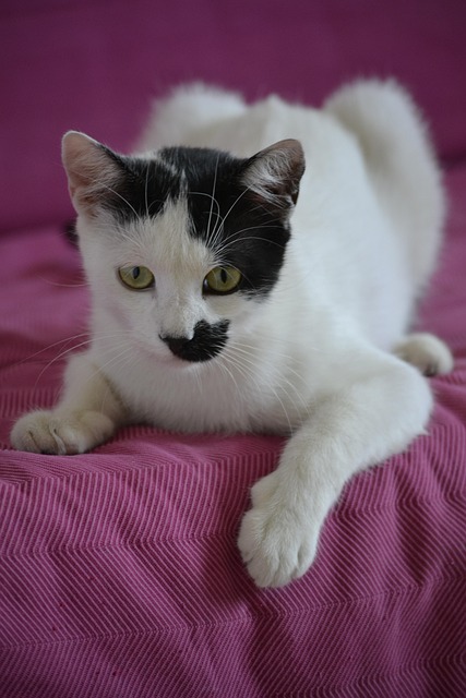 실내묘도 아플 수 있어요. 백신이 지켜주는 고양이 건강, 초보집사 팁