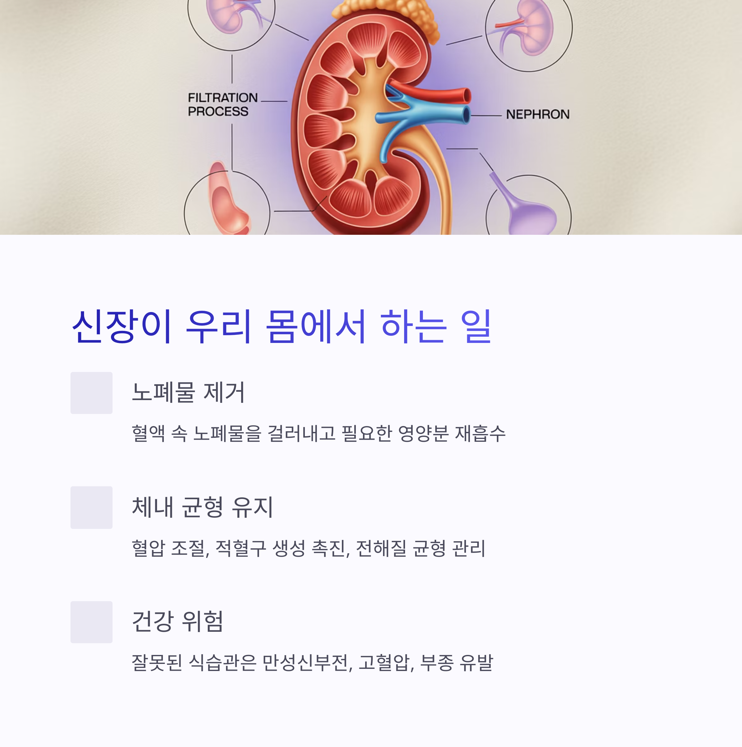 신장의 구조와 기능을 설명하는 의료 일러스트 이미지