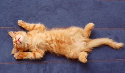 배를 내밀고 자는 고양이.