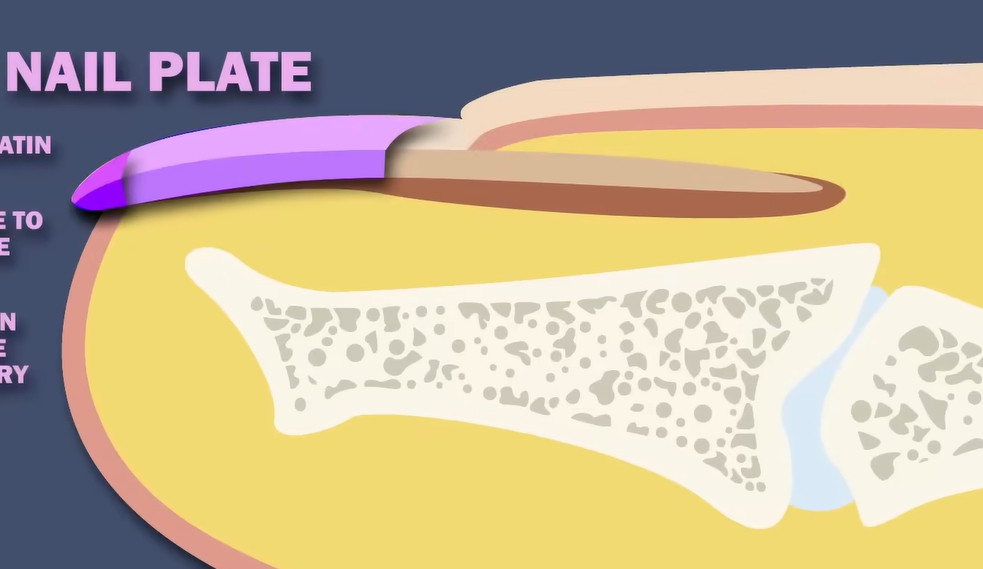 손톱에 세로줄이 생기는 이유