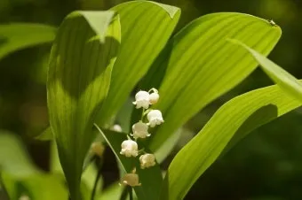 은방울꽃 꽃말 봄 꽃 꽃말 모음_6