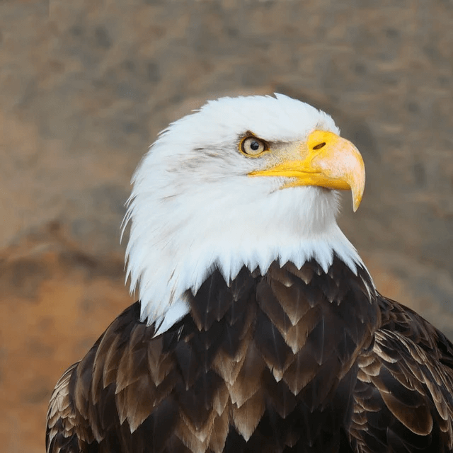 흰머리 독수리-1