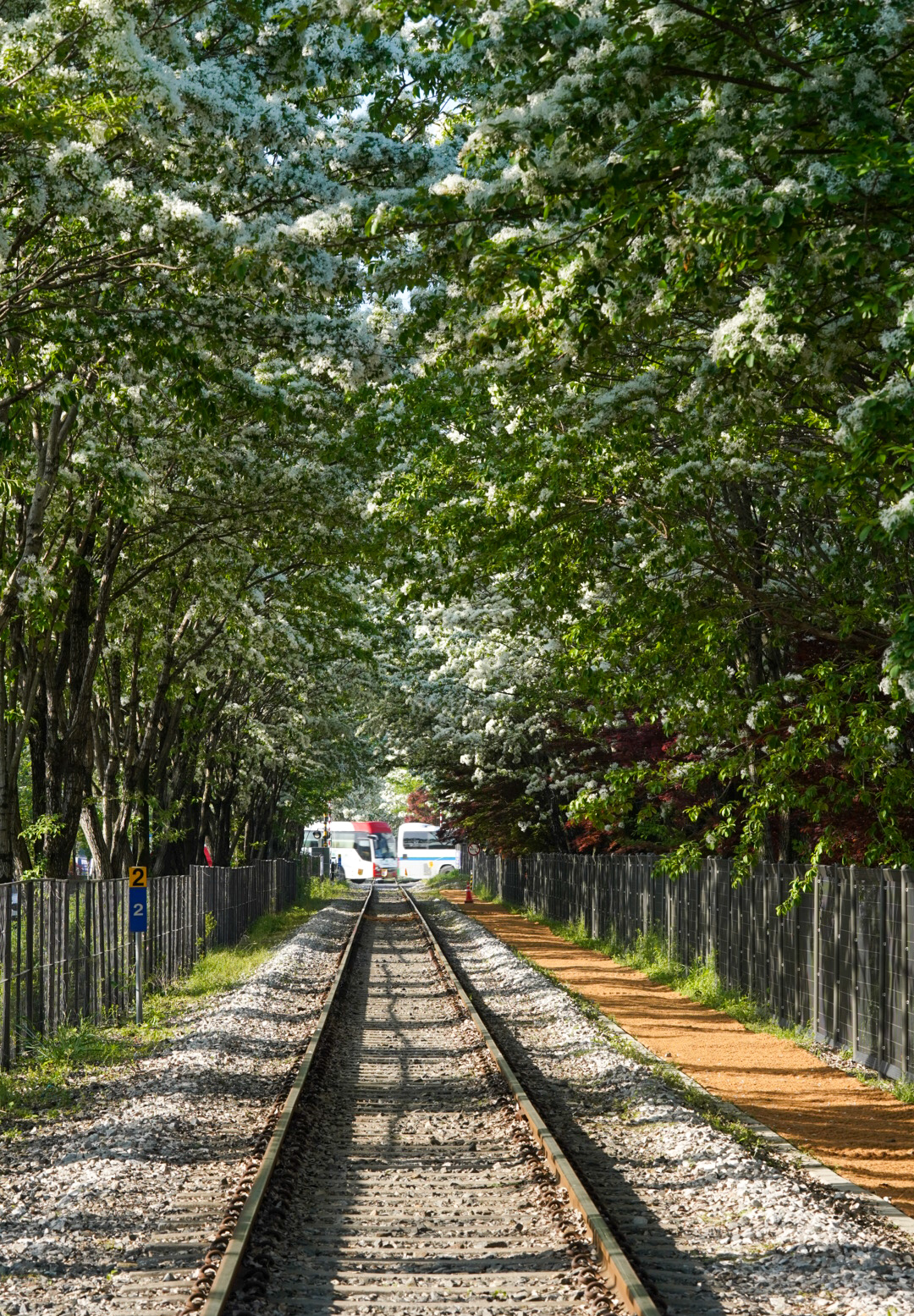 전주 팔복동 이팝나무 철길