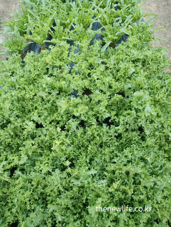 A dense field of frilly leaf lettuce plants growing in rows-줄지어 자라고 있는 프릴리프 상추 밭 전경