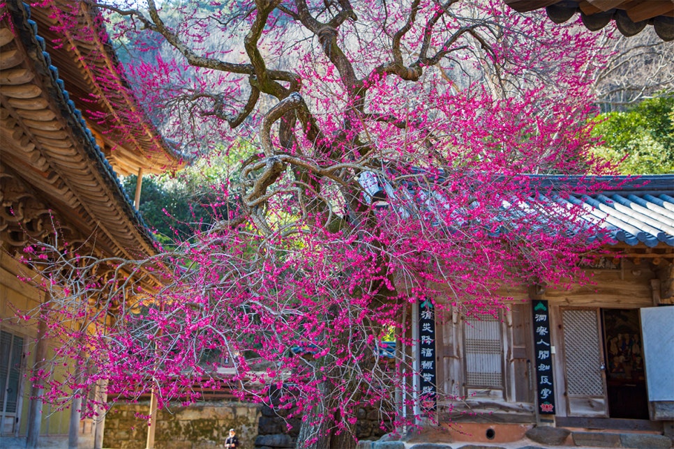 대한민국 벚꽃&middot;매화가 유명한 여행지 톱 5