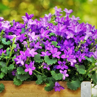 종꽃, 캄파눌라