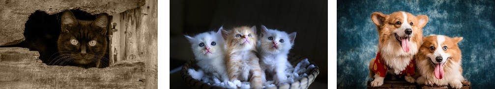 강아지 고양이 공통점 차이점