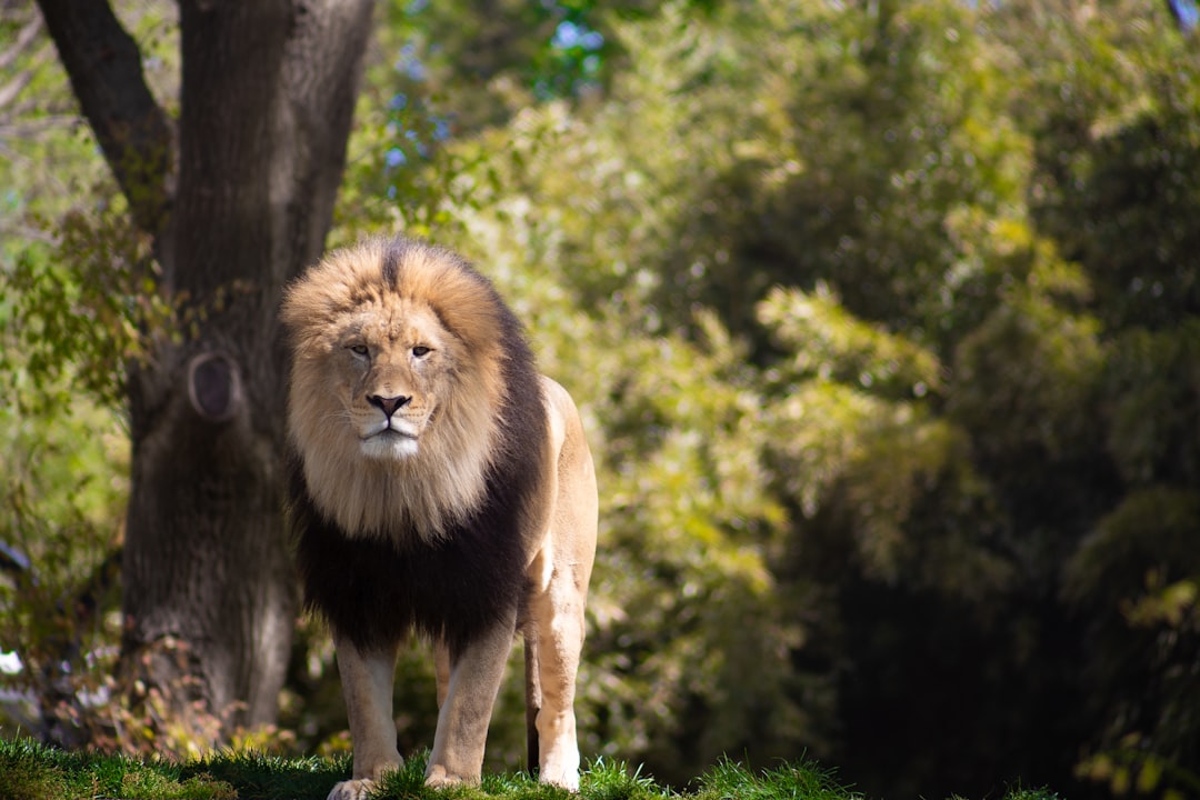 Lion.