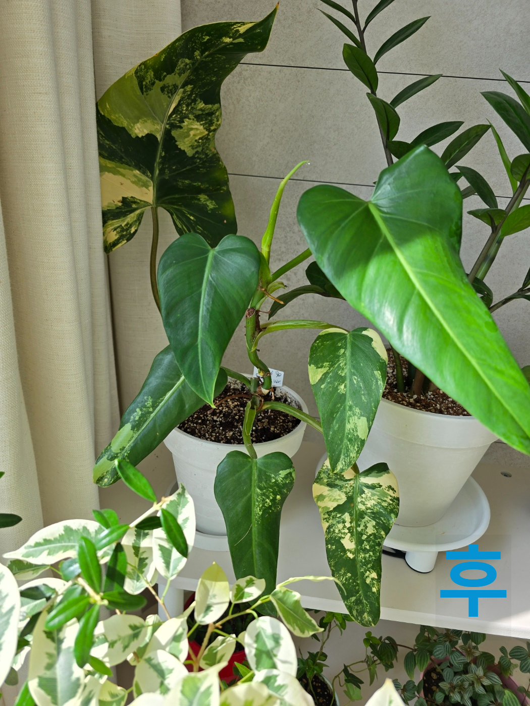 필로덴드론도메스티컴바리에가타 분갈이 후