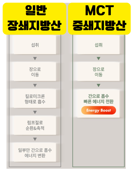 장쇄지방산과 중쇄 지방산 흡수 과정
