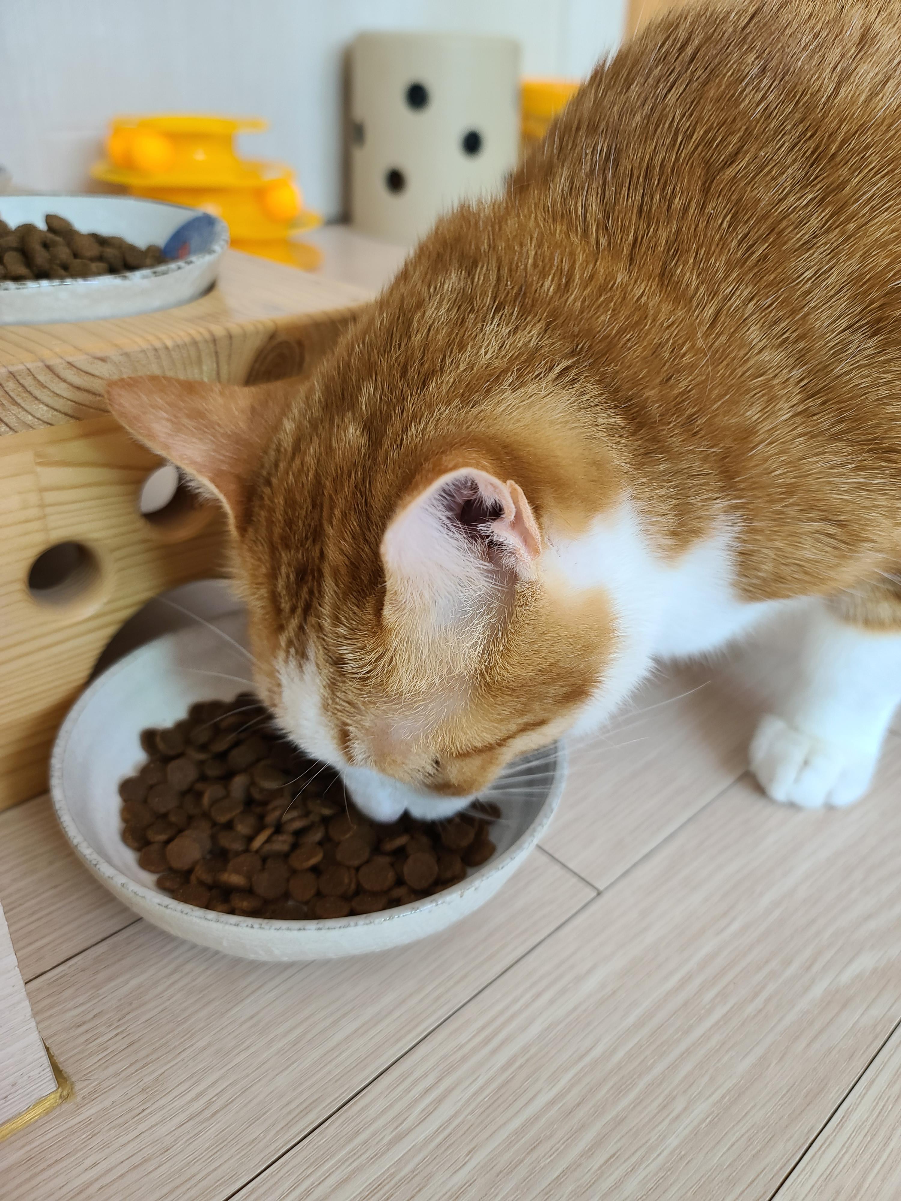 아카나 그래스랜드 캣. 고양이들에게 새로운 사료를 테스트해봤다.