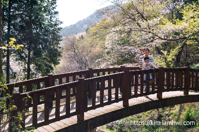 부산 벚꽃명소 지도보기