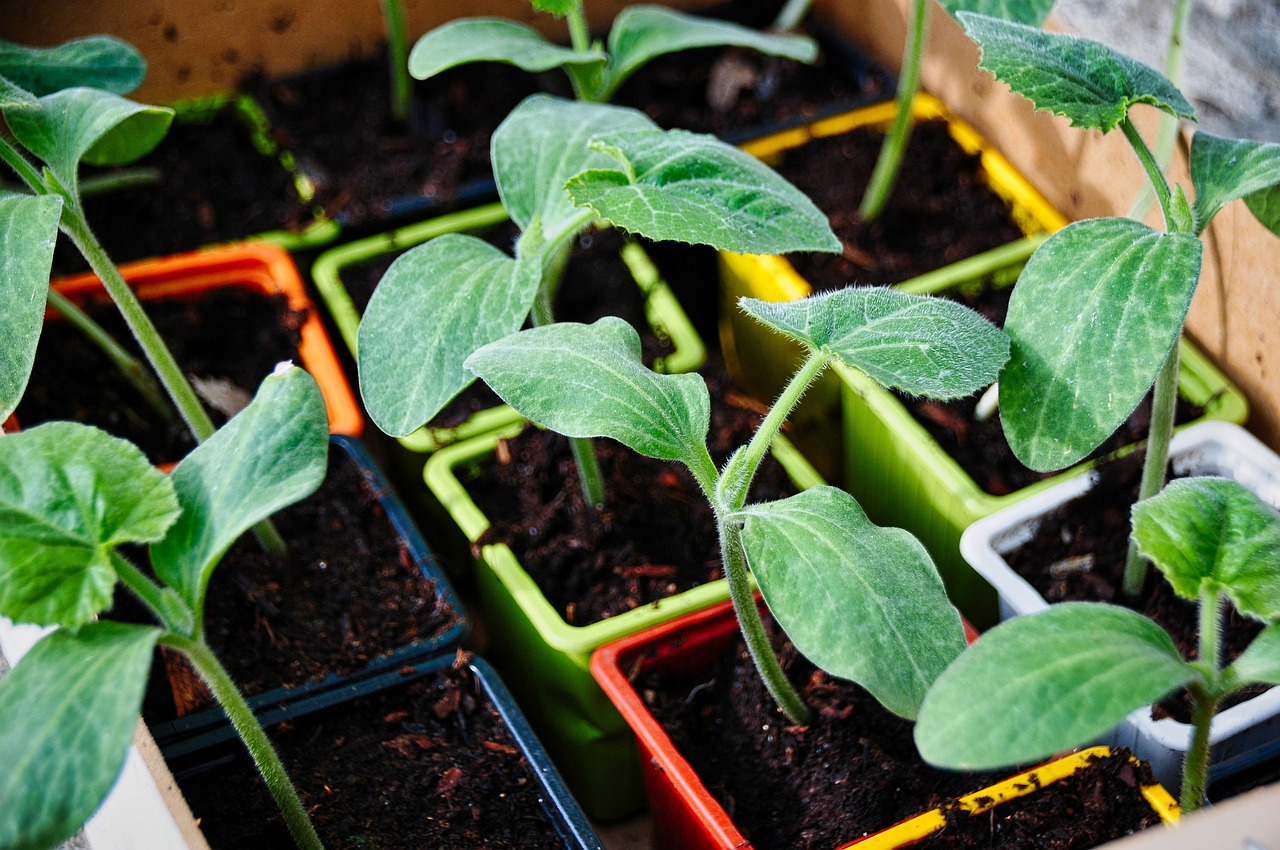 vegetable garden 관련 사진