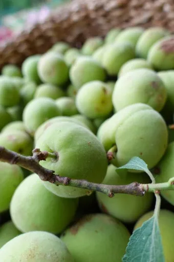 매실 수확 시기 매실장아찌 매실청 매실주 담그는 법_10