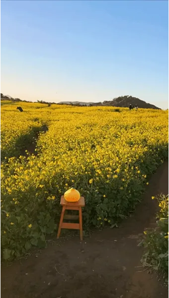 제주 유채꽃 개화 시기 봄 여행 필수 코스_21