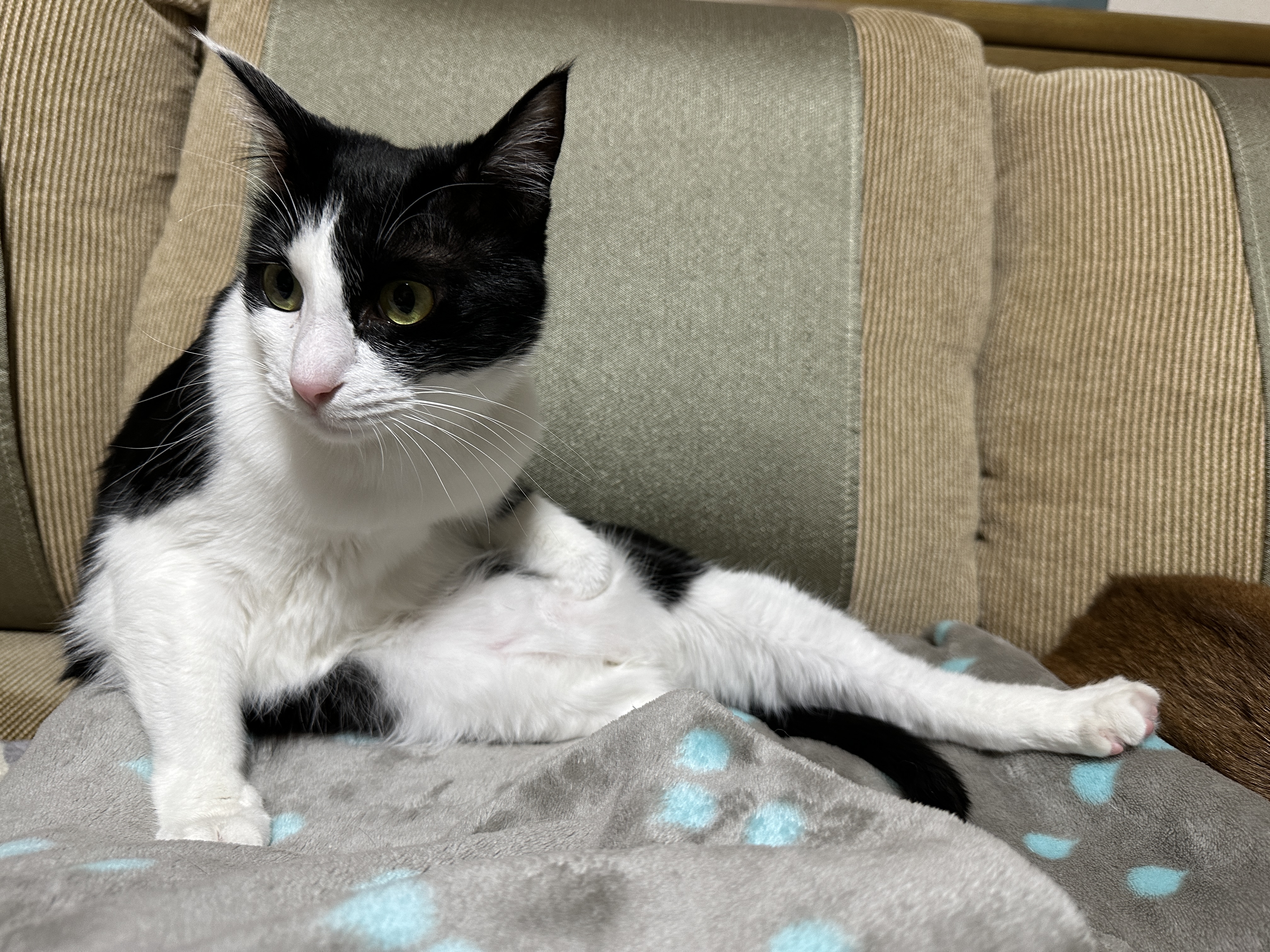 그루밍하다가 고장난 두리 ㅋ(feat. 접힌 앞발 킬포)