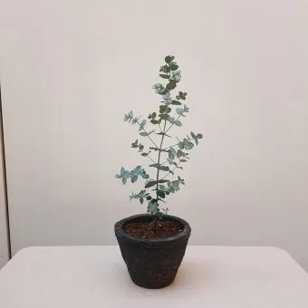 유칼립투스 물주기 향기유지 가지치기 환기관리 실내에서 키우는 요령_4