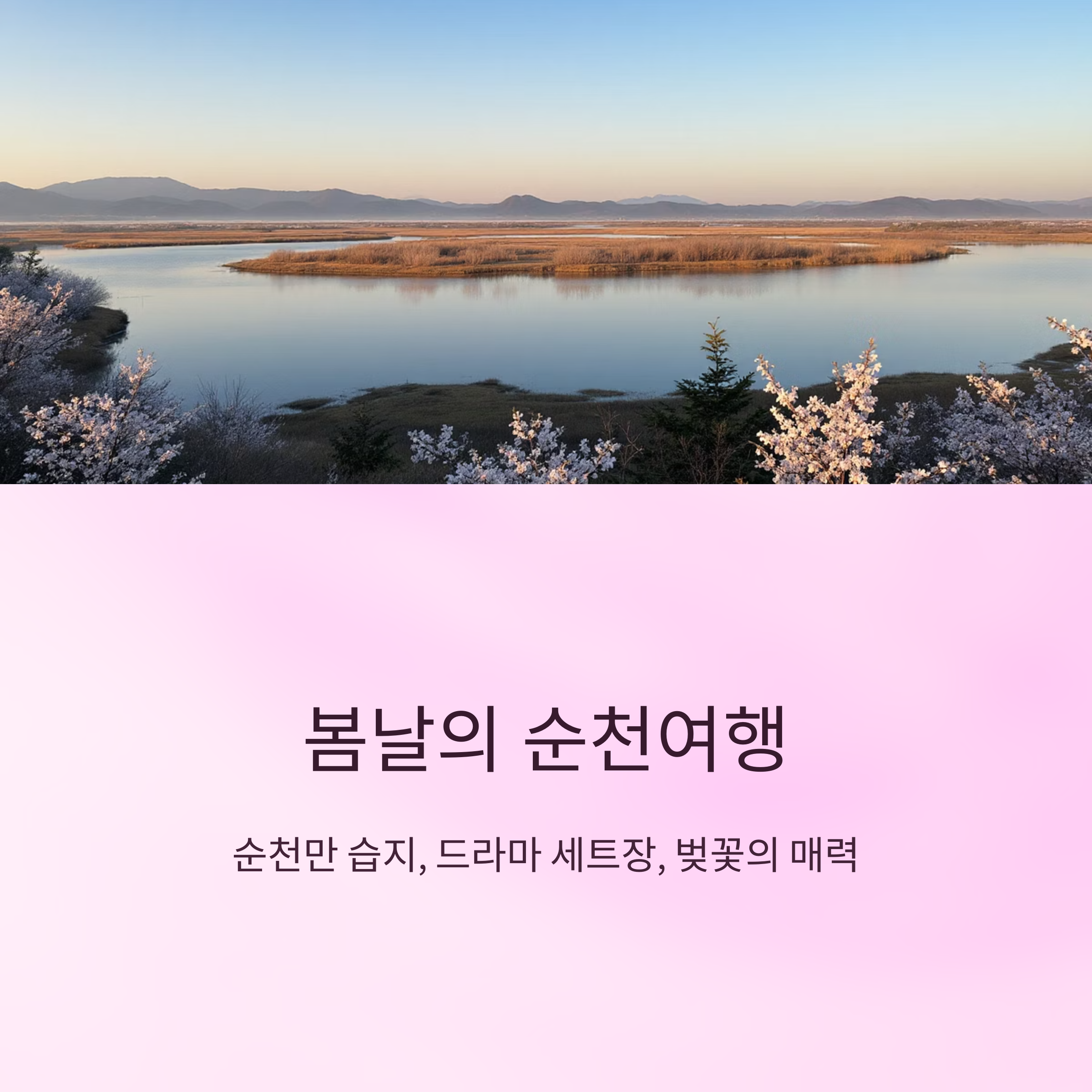 봄날의 순천여행(순천만 습지, 드라마 세트장, 벚꽃)사진