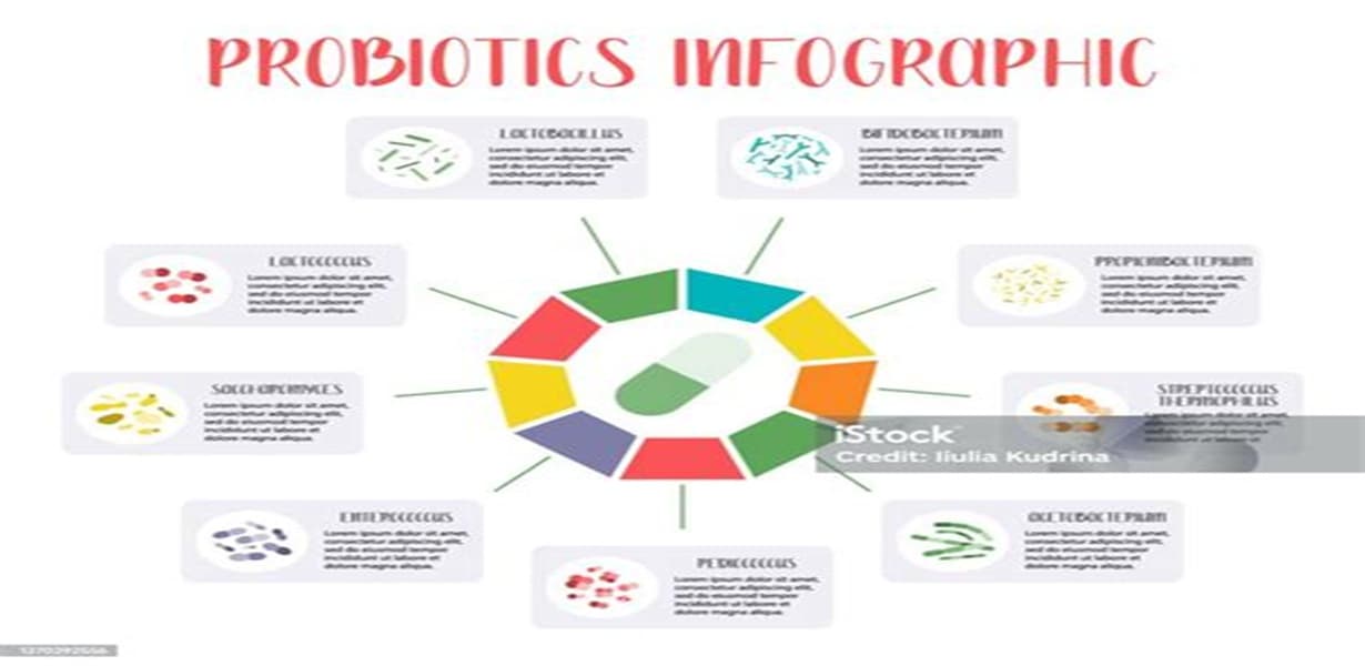 장 내부 환경과 유익균 작용을 시각화한 프로바이오틱스 및 포스트바이오틱스 관련 인포그래픽