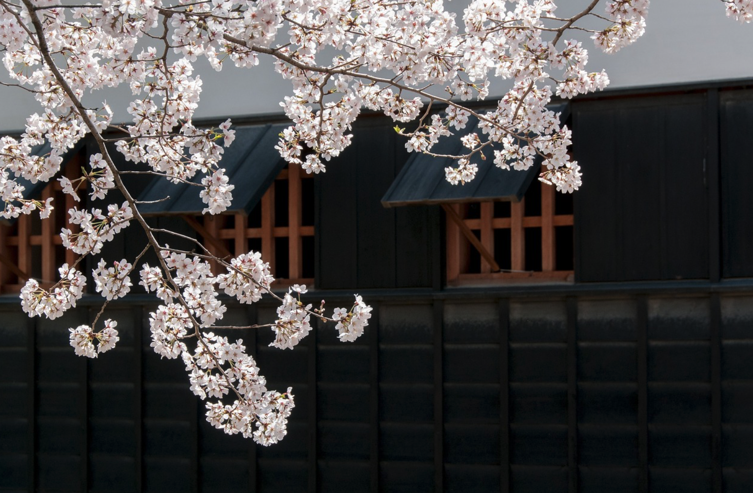 전국 벚꽃 축제 일정 및 여행 숙박비 교통비 할인