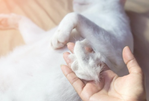 고양이 백선