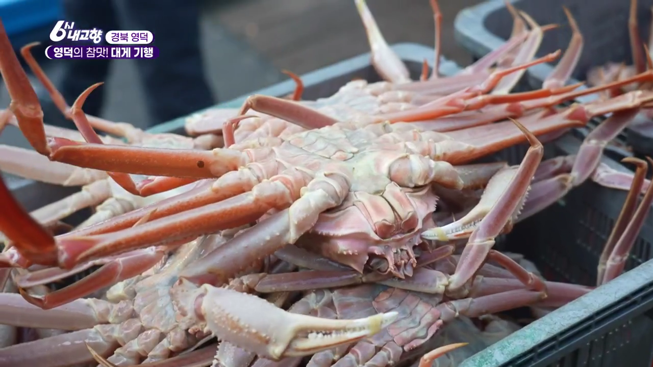 6시내고향 영덕 대게가 뒤집어져 있는 모습