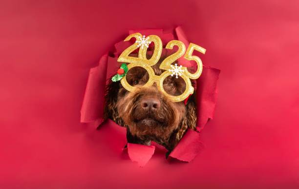 노령견 관절 건강 지키는 꿀팁