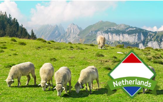 경성포유틴 효능