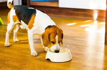 개에게 필요한 하루 수분량.