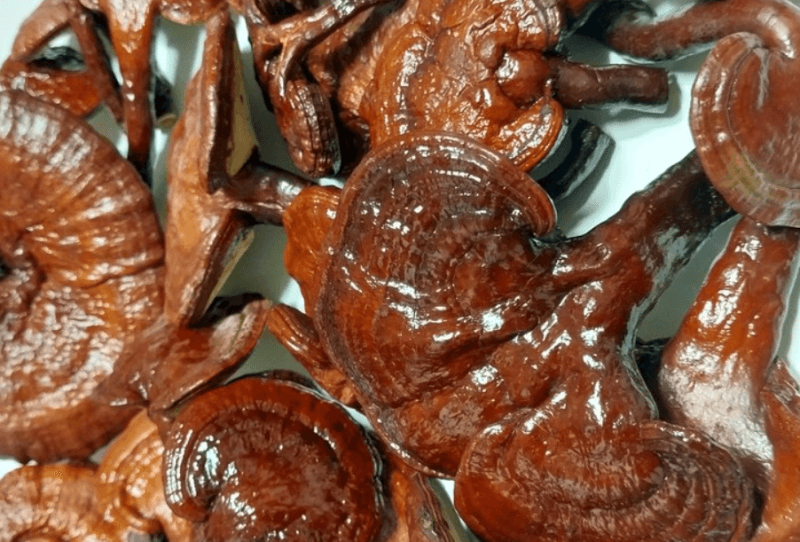 영지버섯