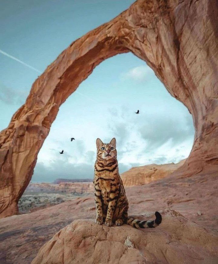 고양이의 문화차이