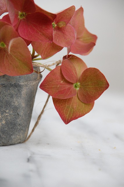 아침고요수목원 수국전시회