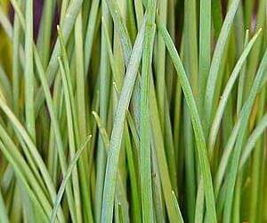 부추 된장국은 소화에 좋은 음식입니다.