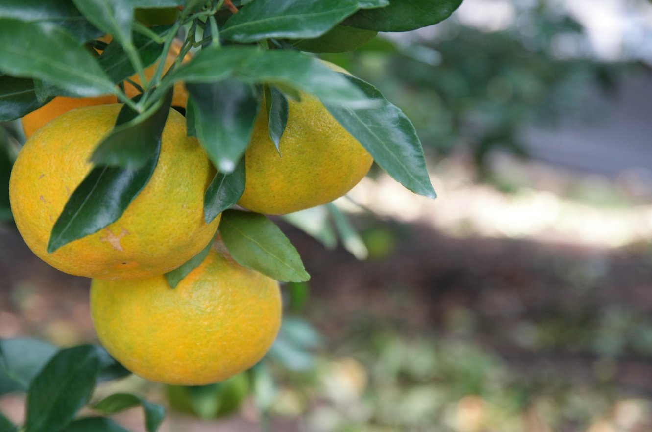 한라봉, 레드향, 천혜향, 황금향 – 전통 농법에서 최신 기술까지