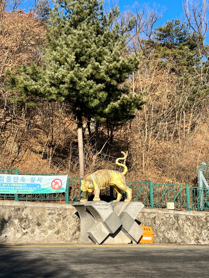 노란 호랑이 동상나오면 좌회전